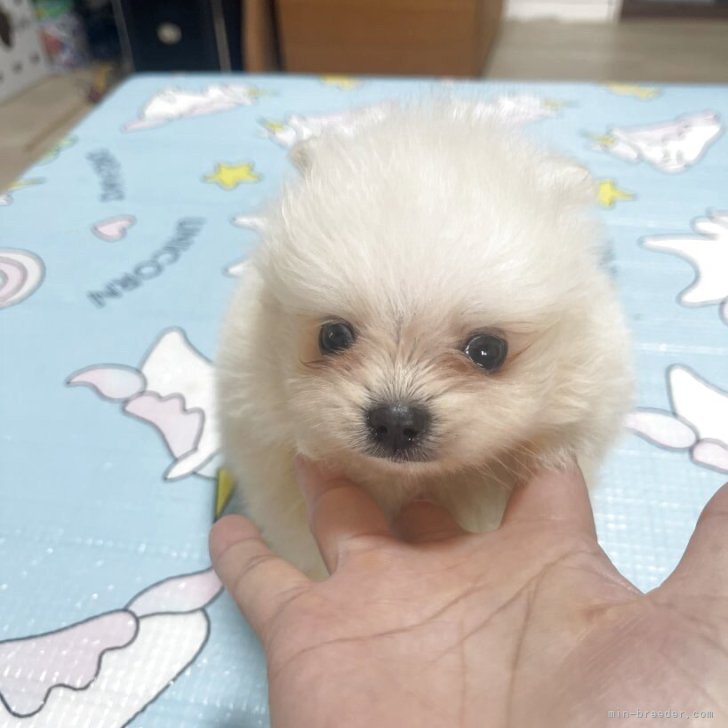 まぼ 様のお迎えした子犬