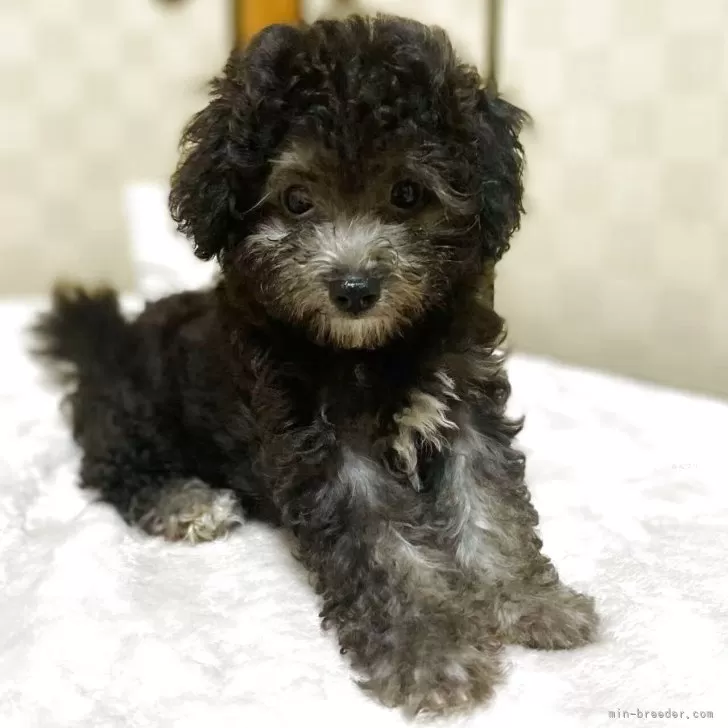 ID:2507-07264の子犬