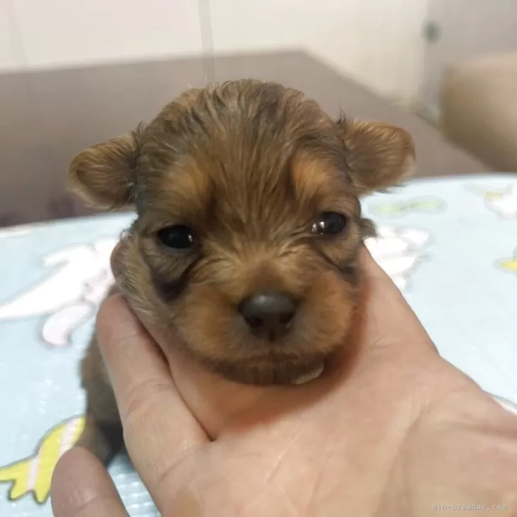 K.W 様のお迎えした子犬
