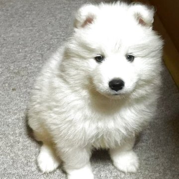 サモエド【岐阜県・男の子・2025年2月16日・ホワイト】の写真「かわいい男の子」