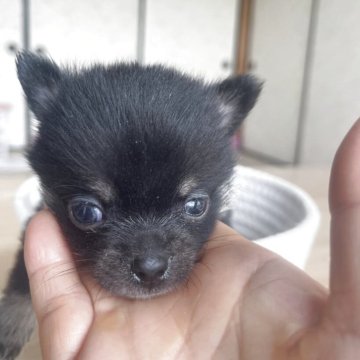 ポメチワ(チワワ×ポメラニアン)【岐阜県・男の子・2025年4月11日・ブラックーダン】の写真「小さくてかわいい男の子」