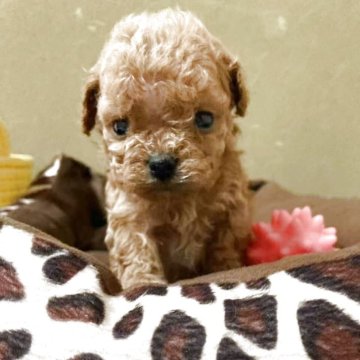 マルプー(トイプードル×マルチーズ)【岐阜県・男の子・2025年2月23日・レッド】の写真「かわいい男の子」