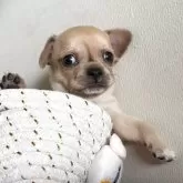 チワワ(スムース)