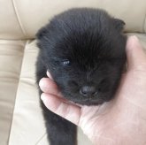 チャウチャウ