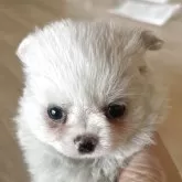 チワワ(ロング)