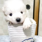 サモエド