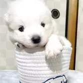 サモエド