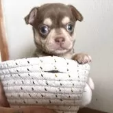 チワワ(スムース)