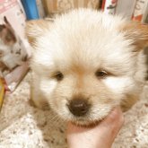 チャウチャウ