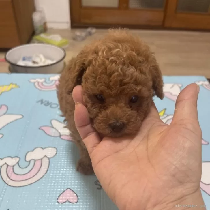 ID:2410-05742の子犬