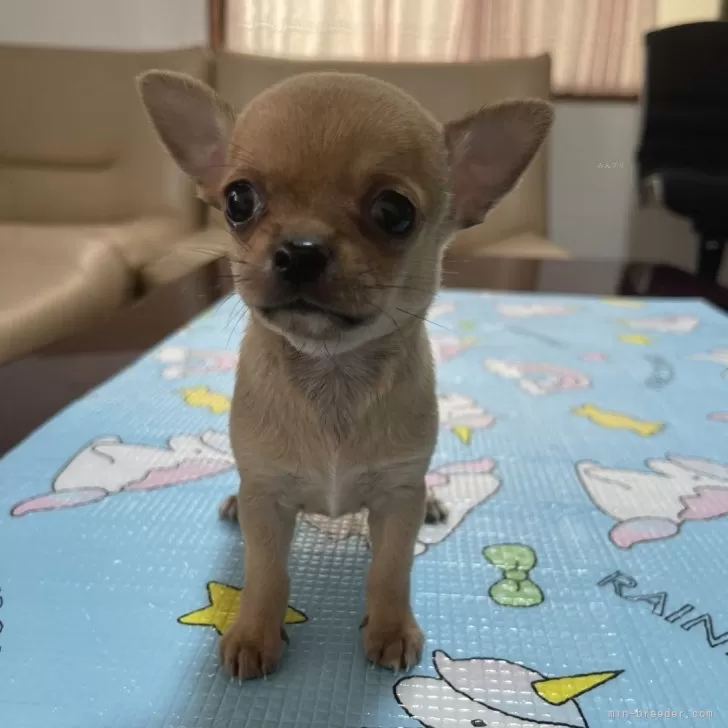 ID:2408-01115の子犬