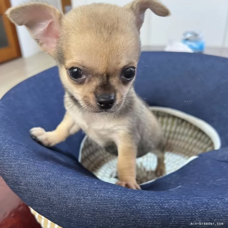 ID:2408-01117の子犬