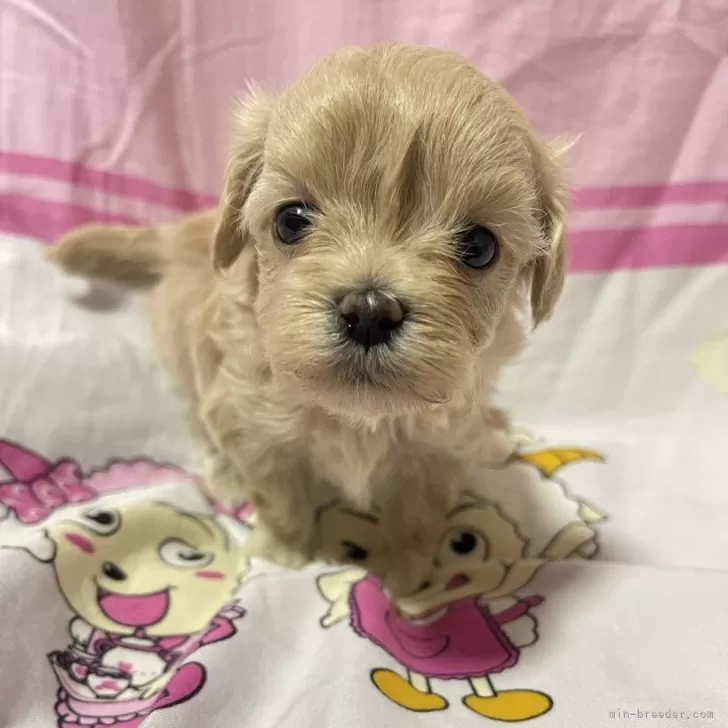 ID:2403-05943の子犬