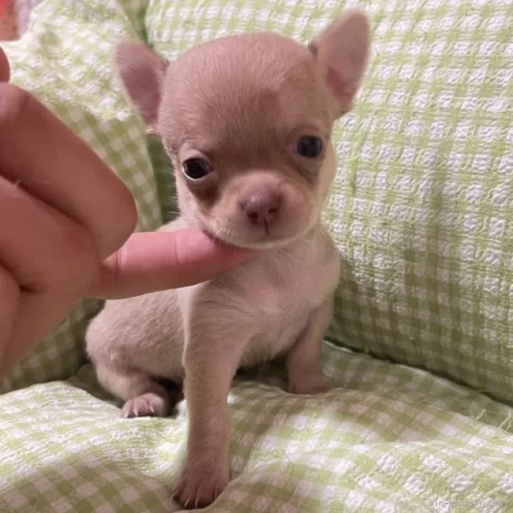ID:2402-03009の子犬