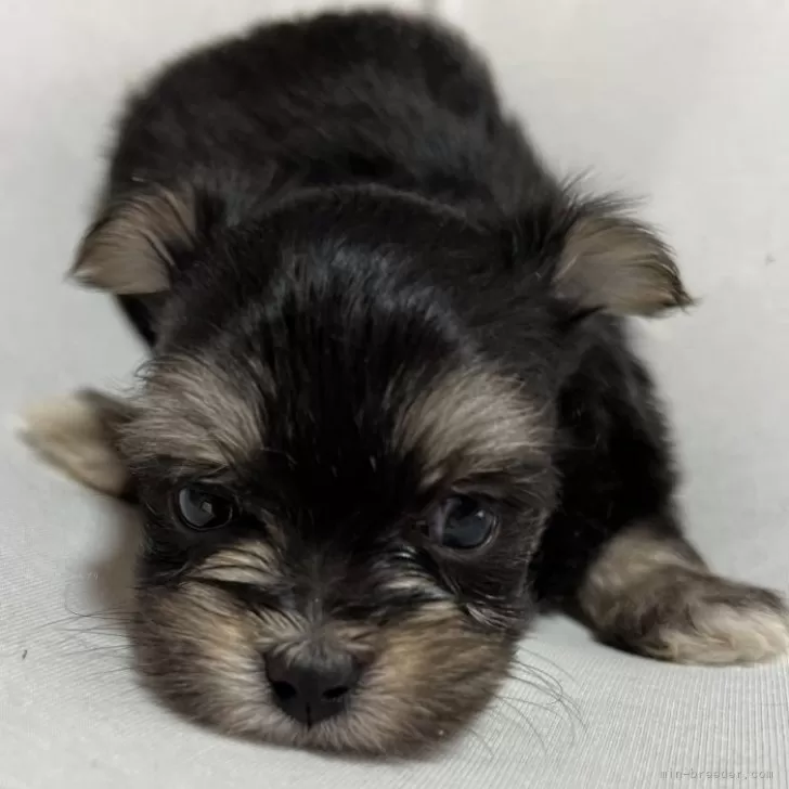 ID：2410-02053の子犬