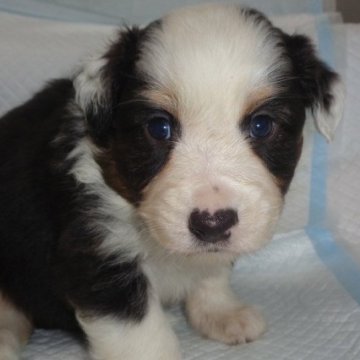 オーストラリアン・シェパード【徳島県・女の子・2025年2月16日・ブラックホワイトマーキングスタンポイント】の写真「元気っ子Ⅴ」