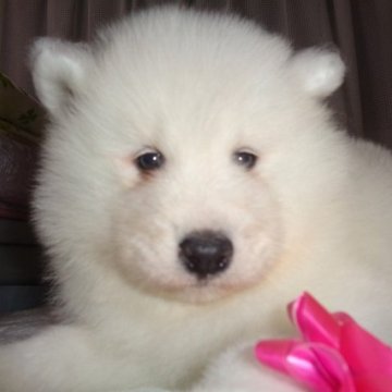 サモエド【徳島県・女の子・2024年12月25日・ホワイト】の写真「のんびりちゃん」