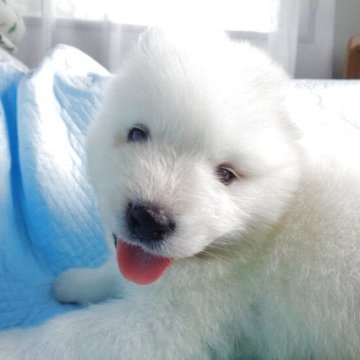 サモエド【徳島県・女の子・2025年5月10日・ホワイト】の写真「元気っ子Ⅱの女の子」