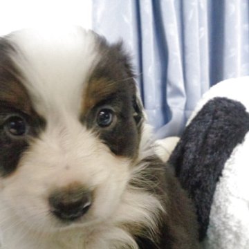 オーストラリアン・シェパード【徳島県・女の子・2025年8月15日・ブラックホワイトマーキングスタンポイント】の写真「元気っ子Ⅵ」