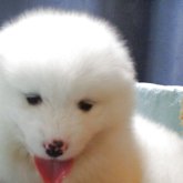 サモエド