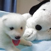 サモエド