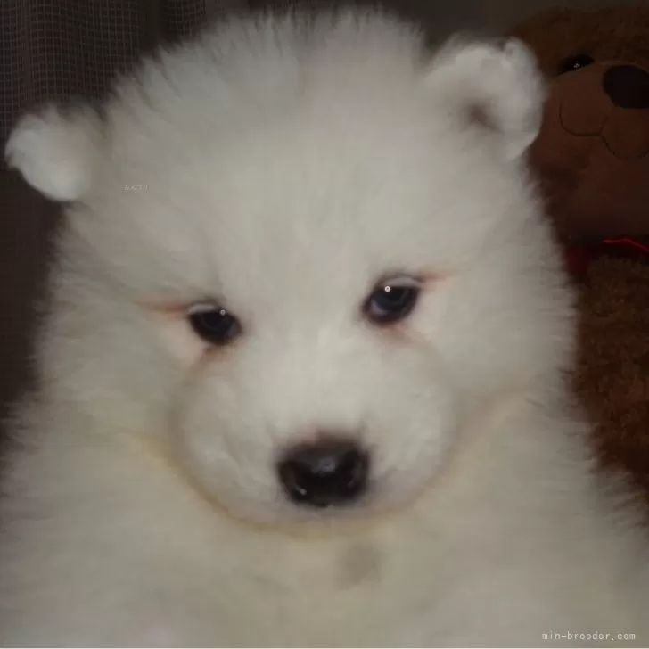ID：2401-05416の子犬