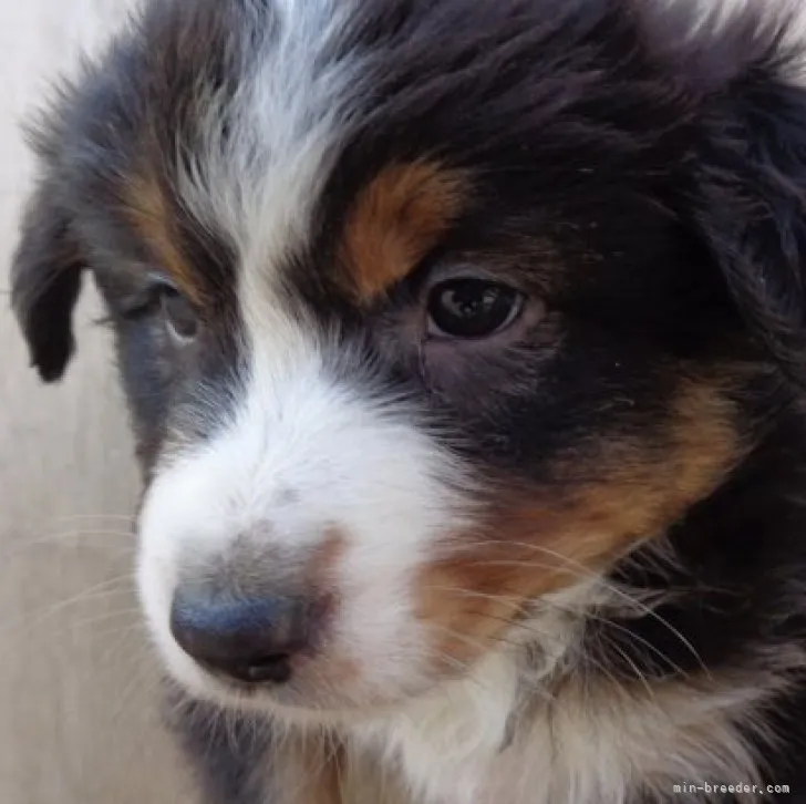 ID：2301-05077の子犬