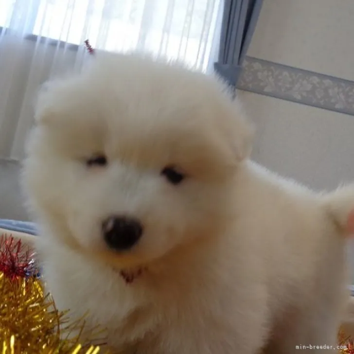 ID：2304-00497の子犬