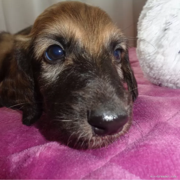 ID：2402-03349の子犬