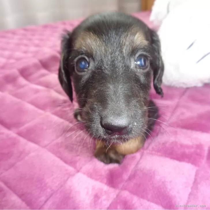 ID：2402-03362の子犬