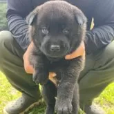 甲斐犬