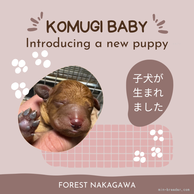 高田哲哉ブリーダーのブログ：こむぎベビー産まれました💖