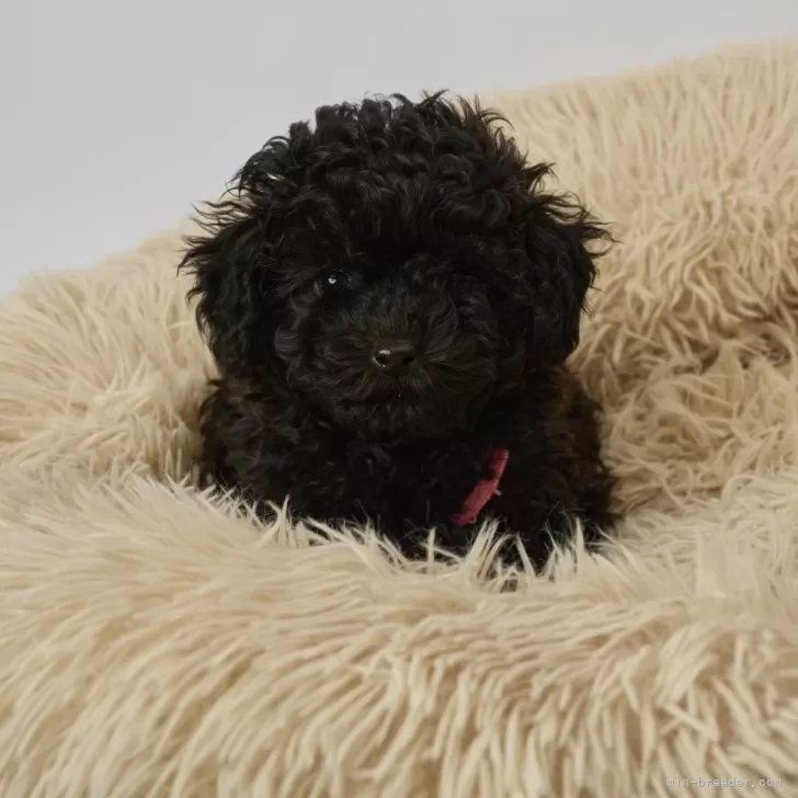 ID:2412-02462の子犬