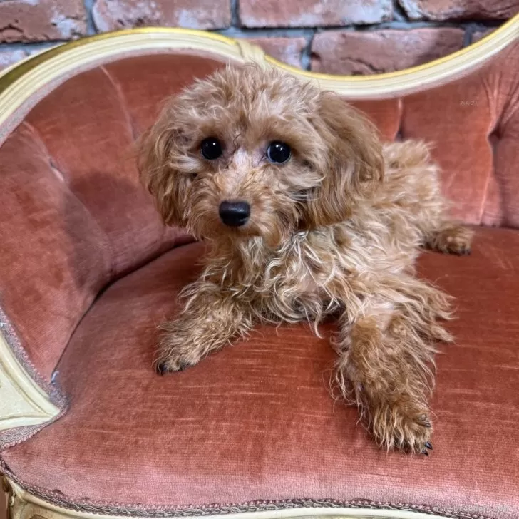 ID:2406-05315の子犬