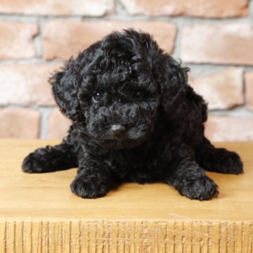 タイニープードル【福岡県・男の子・2025年8月21日・ブラック】の写真「かわいい王子くん🖤👑」