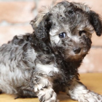 ★美品★ファークラフト　抱き型ティーカッププードル　シルバー×紫リボン ☆美品☆ファークラフト 抱き型ティーカッププードル シルバー