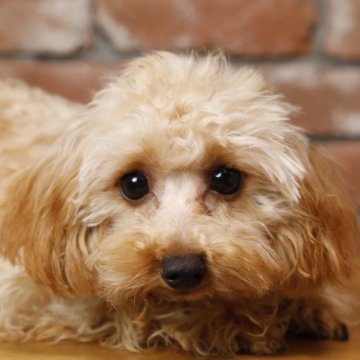 トイプードル(タイニー)【福岡県・男の子・2025年4月6日・アプリコット】の写真「かわいい男の子🧸🫧‪🤎」