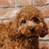 タイニープードル