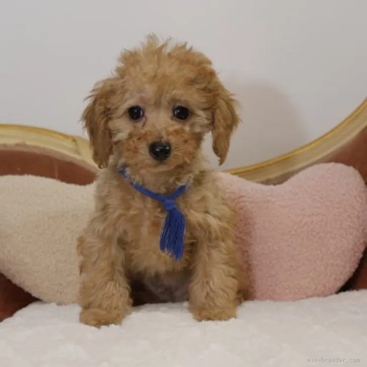 ID：2310-05804の子犬