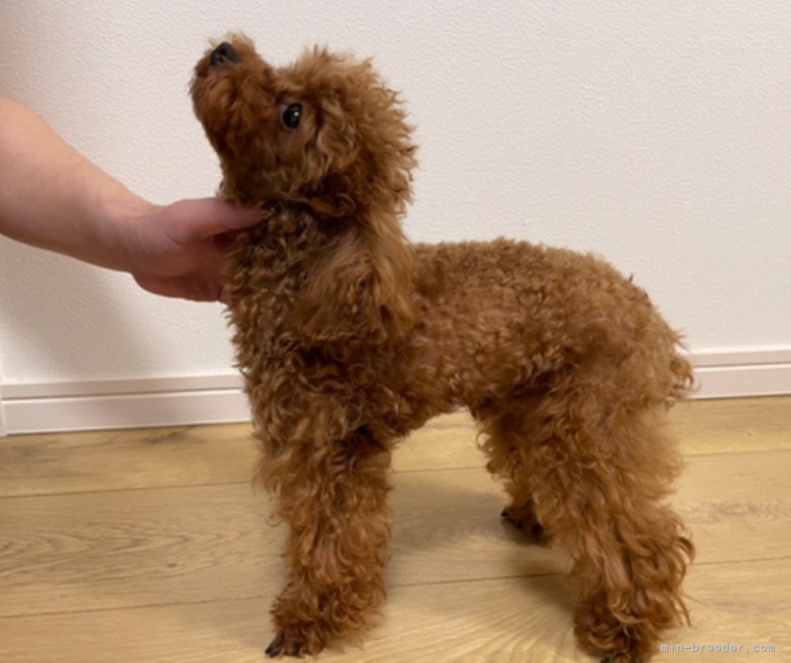 送料込み。お値下げ。トイプードルレッドちゃん。羊カット♡立ちポーズ 送料込み。トイプードルレッドちゃん。お値下げ。 送料込み。お