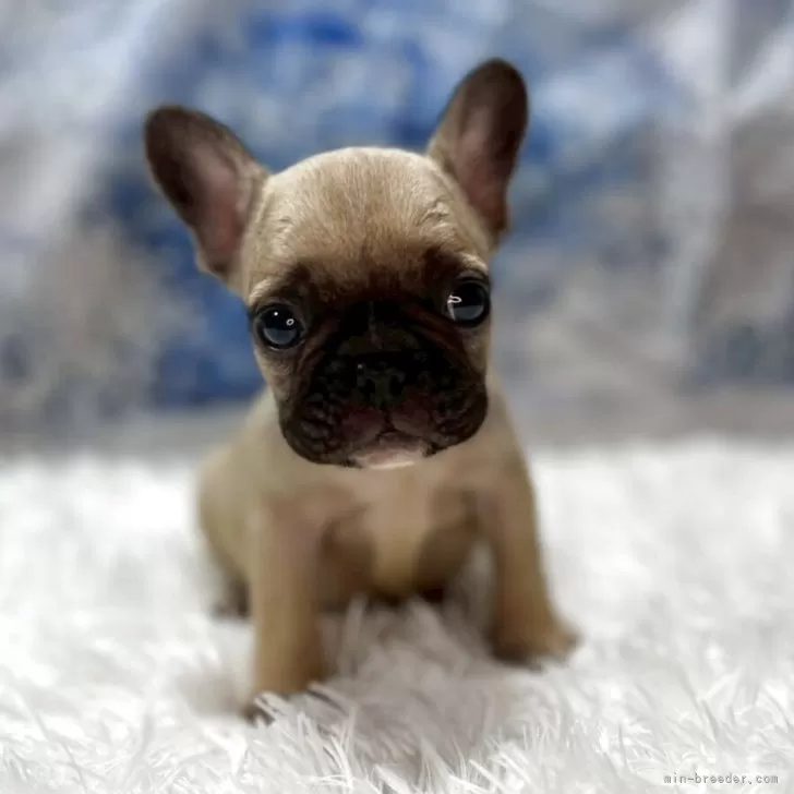 M 様のお迎えした子犬