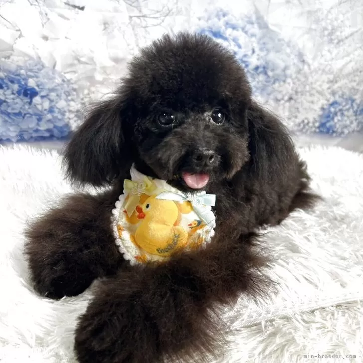 I.T 様のお迎えした子犬