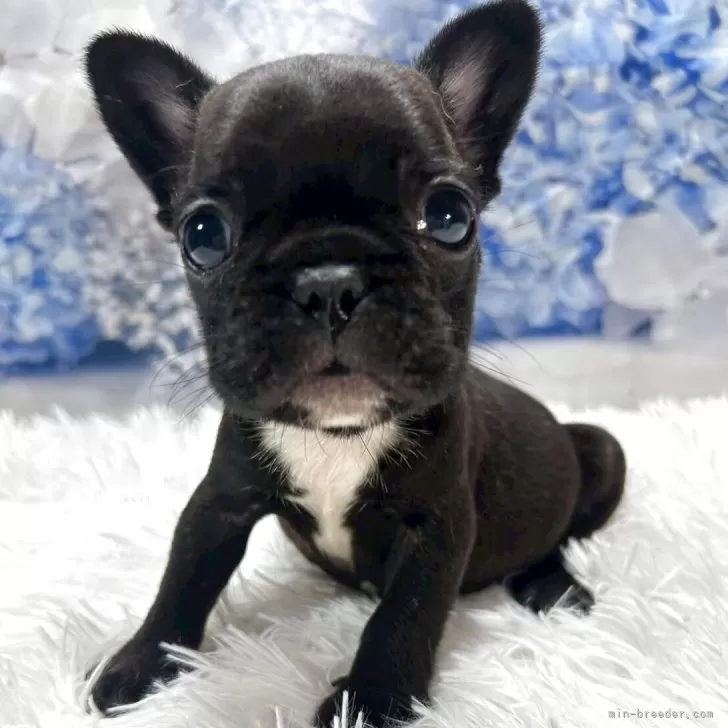 K.H 様のお迎えした子犬