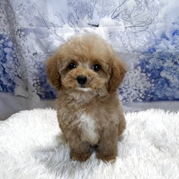 トイプードル(トイ)【鹿児島県・男の子・2025年8月11日・アプリコット】の写真「ホワイトのポイントカラーのお顔のかわいい男の子♡」