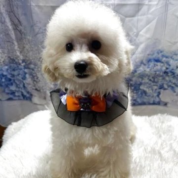 トイプードル(トイ)【鹿児島県・女の子・2025年6月21日・ホワイト】の写真「ホワイトの女の子♡」