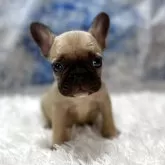 フレンチブルドッグ【鹿児島県・男の子・2025年4月30日・フォーン】の写真1