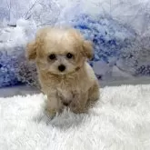 ティーカッププードル