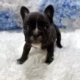 フレンチブルドッグ