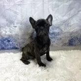 フレンチブルドッグ