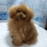 トイプードル(ティーカップ)
